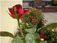 2d741c33-Picture 2700.jpg